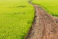 Green rice field with dirt road. Royalty Free Stock Photo