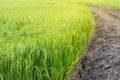 Green rice field with dirt road. Royalty Free Stock Photo