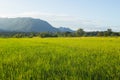 green rice field with doi luang, chiangdoa Chiangmai Royalty Free Stock Photo