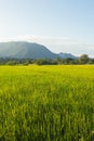 green rice field with doi luang, chiangdoa Chiangmai Royalty Free Stock Photo
