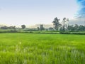 Green rice field in the evening and sunrise. Beautiful nature environment on rice fields during sunrise. Morning sunrise view at Royalty Free Stock Photo