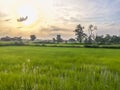 Green rice field in the evening and sunrise. Beautiful nature environment on rice fields during sunrise. Morning sunrise view at Royalty Free Stock Photo