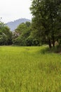 Green rice field and forest landscape photo. Cultivated rice growth in Asia. Tropical nature travel.