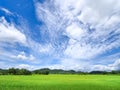 Green rice field front of moutain over blue sky with white fluffy clouds by wide angle view Royalty Free Stock Photo