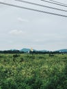 Green rice field and the golden bouddha in Ayutthaya, thailand
