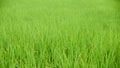 Green rice field with grass background.Seamless natural pattern in countryside.Abstract green field rice in summer