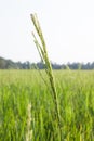 Green Rice field with green grass agriculture farm background texture from THAILAND. Royalty Free Stock Photo