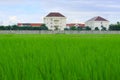 Green rice field with house