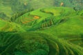 Green rice field landscape