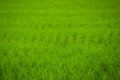 Green rice field. Royalty Free Stock Photo