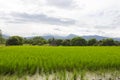 Green rice field with longan garden Royalty Free Stock Photo