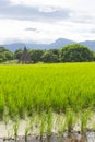 Green rice field with longan garden Royalty Free Stock Photo