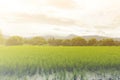 Green rice field with longan garden Royalty Free Stock Photo