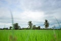 Green rice field with minimal tree in a cloudy day