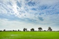 Green rice field with minimal tree in a cloudy day