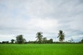 Green rice field with minimal tree in a cloudy day