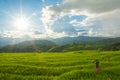 Green rice field with mountain background at Pa Pong Piang Terraces