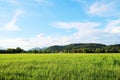 Green rice field, mountain, blue sky, cloud