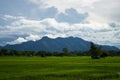 Green Rice Field with Mountains Background under Blue Sky. Royalty Free Stock Photo