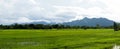 Green Rice Field with Mountains Background under Blue Sky. Royalty Free Stock Photo