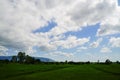 Green Rice Field with Mountains Background under Blue Sky. Royalty Free Stock Photo