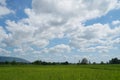 Green Rice Field with Mountains Background under Blue Sky. Royalty Free Stock Photo