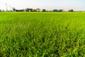 Green rice field with cloudy sky and group of houses. Royalty Free Stock Photo