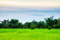 Green rice field Royalty Free Stock Photo