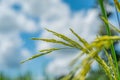 Green rice field with nature and blue sky background