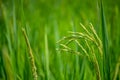 Green rice field with nature and blue sky background