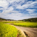 Green rice field with nice mountion Royalty Free Stock Photo