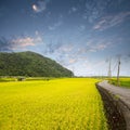 Green rice field with nice mountion Royalty Free Stock Photo