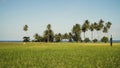 Green rice field.. Philippines