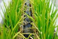 Green rice field Royalty Free Stock Photo