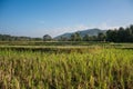 Green rice field in Pua , Royalty Free Stock Photo