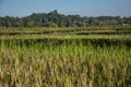 Green rice field in Pua Royalty Free Stock Photo