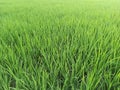 Green Rice field in Punjab