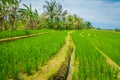 Green rice field, rice in water on rice terraces, Ubud, Bali