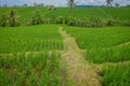 Green rice field, rice in water on rice terraces, Ubud, Bali