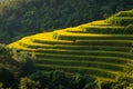 Green rice field in the sun