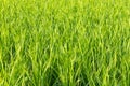 Green rice field with sunlight in the morning Royalty Free Stock Photo