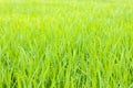 Green rice field with sunlight in the morning Royalty Free Stock Photo