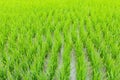 Green rice field with sunlight in the morning Royalty Free Stock Photo