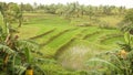 A green rice field surrounded by tall palms in one of the Philippine localities. Rice farming. Royalty Free Stock Photo