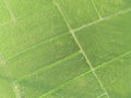 Green rice field texture aerial view by drone. Aerial view of the green rice cultivation Royalty Free Stock Photo
