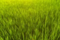 Green rice field texture close-up. Royalty Free Stock Photo