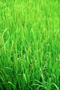 Green rice field texture wallpaper Royalty Free Stock Photo