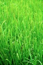 Green rice field texture wallpaper Royalty Free Stock Photo