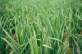 Green rice field in Thailand Royalty Free Stock Photo