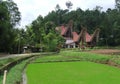 Green Rice field and tongkonan in Tana Toraja